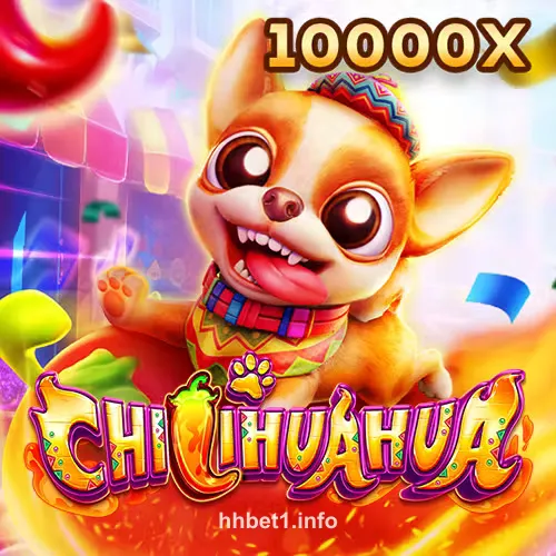 Fachai Chihuahua Portrait